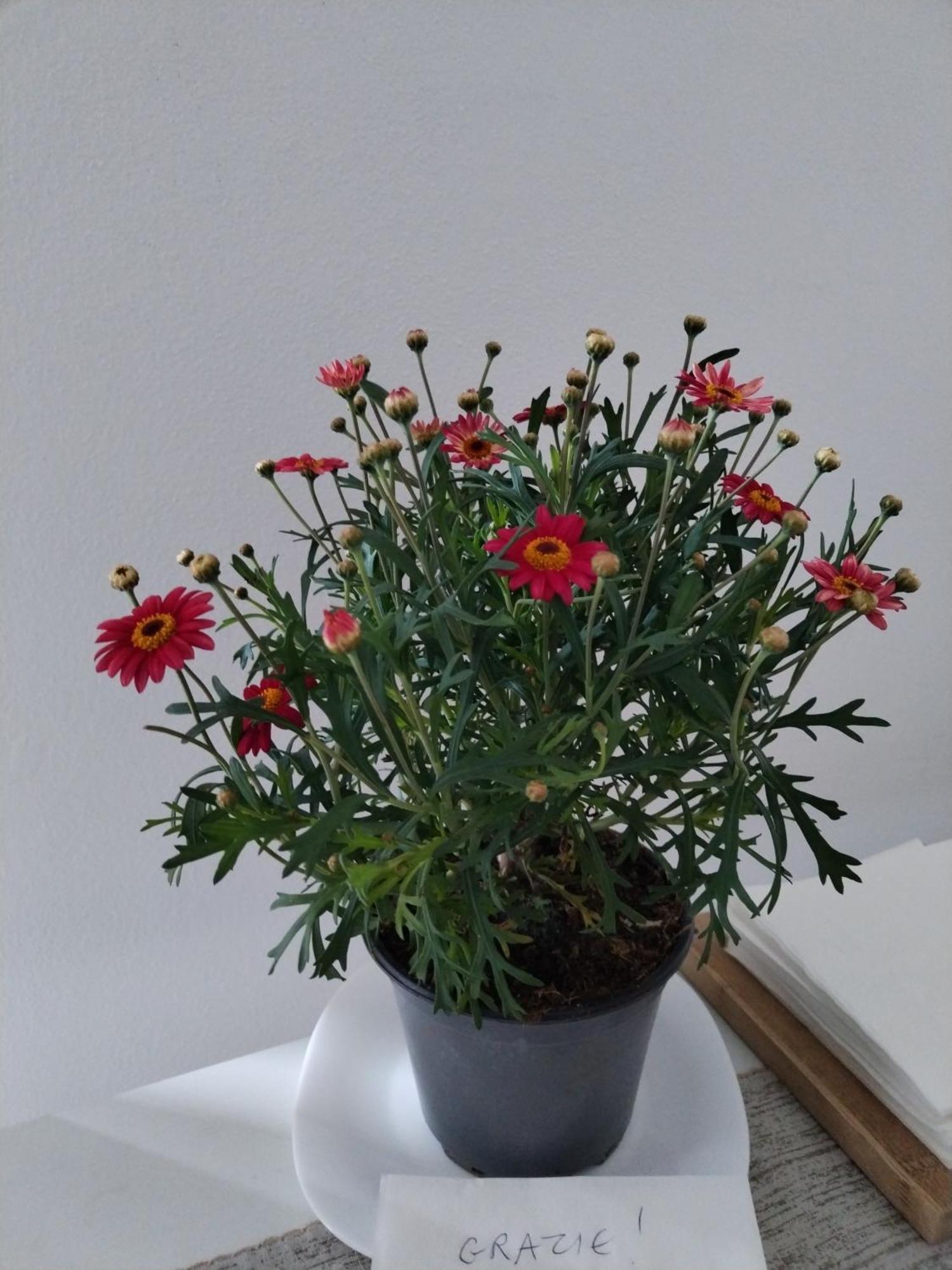 Un Balcone Sul Lago Omegna Εξωτερικό φωτογραφία