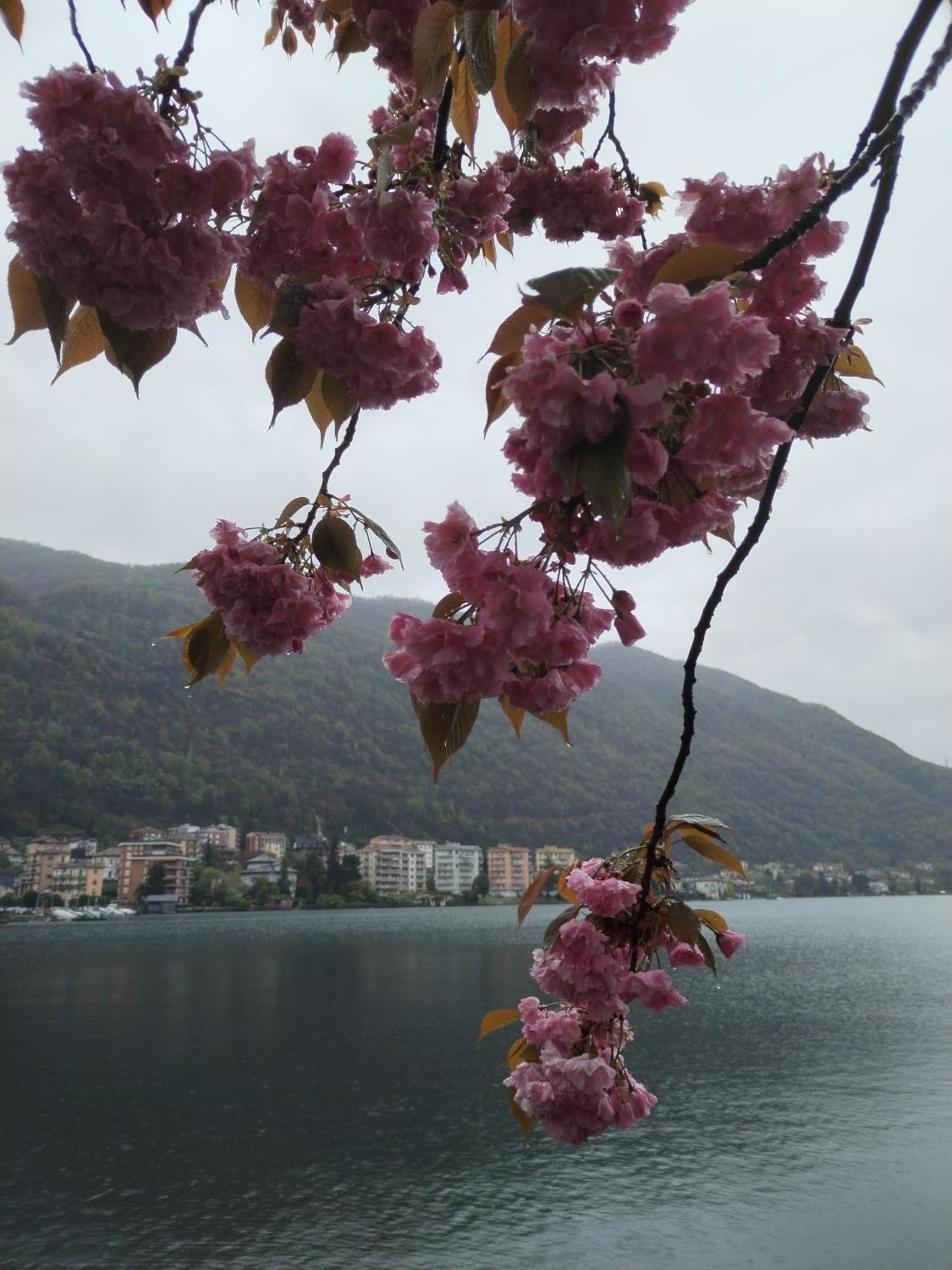 Un Balcone Sul Lago Omegna Εξωτερικό φωτογραφία